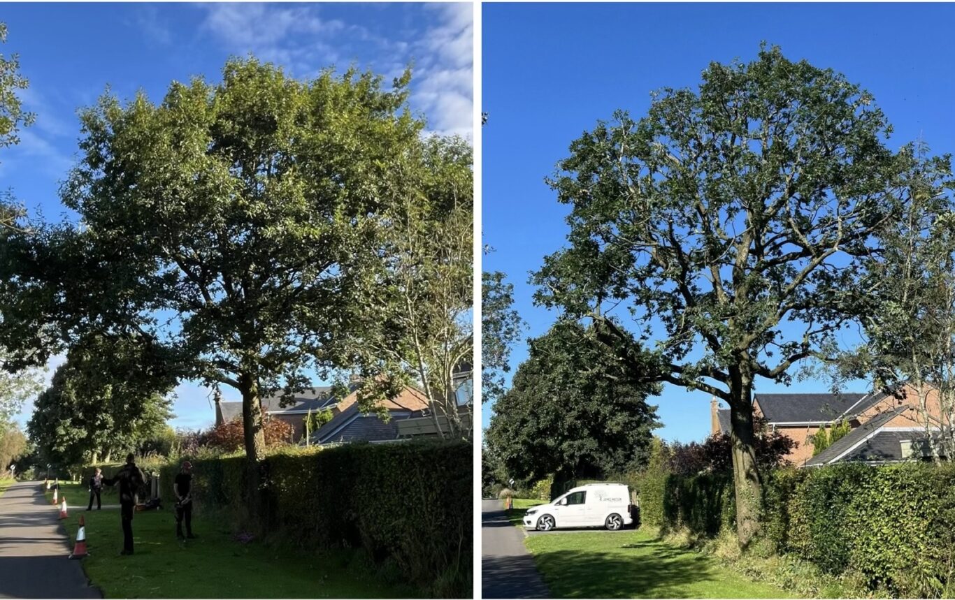 Tree Maintenance - James Watson Tree Services