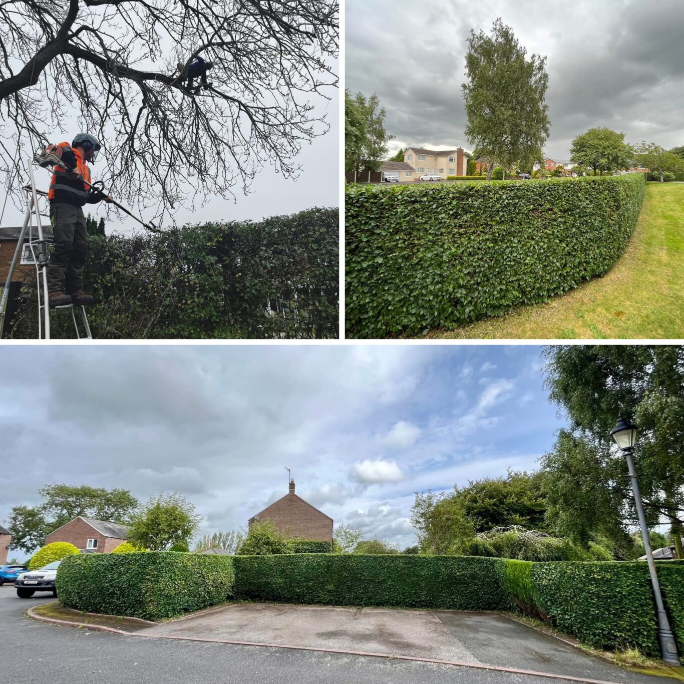 Hedge Trimming - James Watson Tree Services